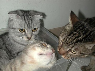 新北動物之家推認養貓咪  2月底前送硬殼式提籠