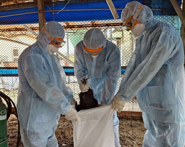 台南佳里區1土雞場染禽流感 撲殺逾1.2萬隻 | 華視新聞