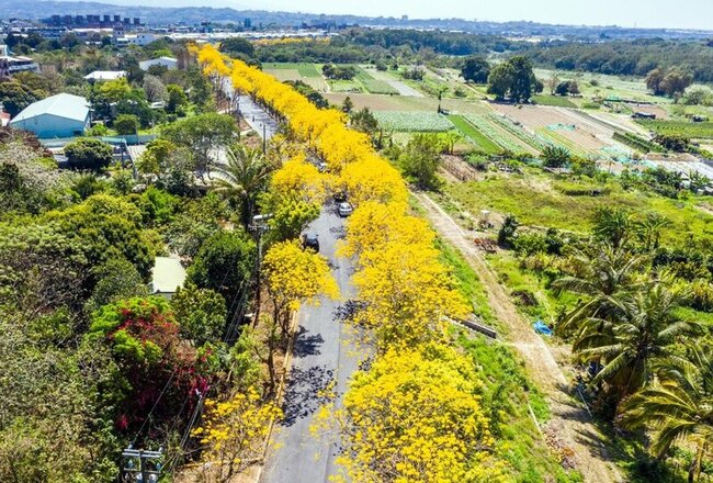 嘉市八掌溪畔黃金風鈴木綻放 燦爛奪目金色隧道 | 華視新聞