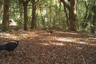 藍腹鷴紅外線相機前大跳求偶舞 逗趣舞姿吸睛