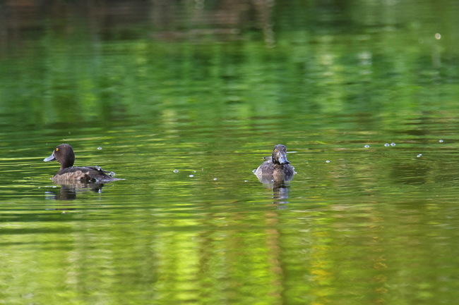 台東太平溪濕地琵嘴鴨、鳳頭潛鴨現蹤 鳥友一飽眼福 | 華視新聞