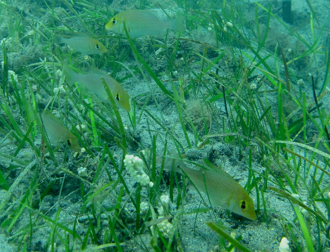 澎湖復育海草有成 近10年面積增約50倍 | 華視新聞