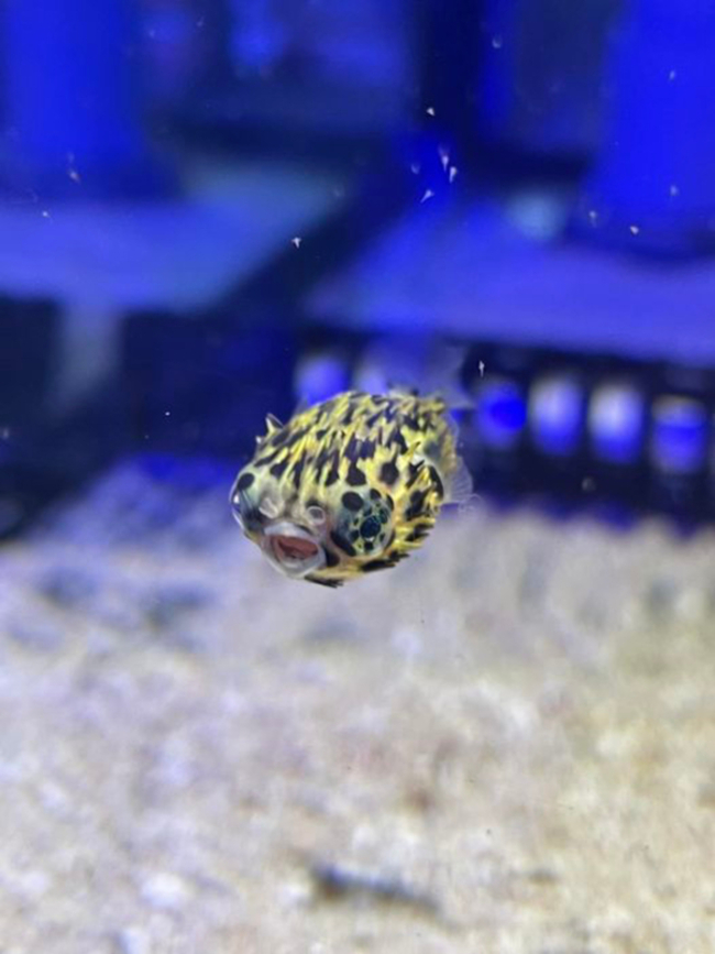 成功繁殖六斑二齒魨 海科館：人工環境下首次 | 華視新聞