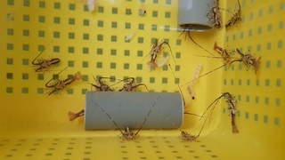 水試所龍蝦苗育成率業界之最 助攻產量翻倍拓外銷