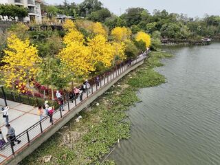 風鈴木3月迎盛開 新竹縣府公布賞花景點
