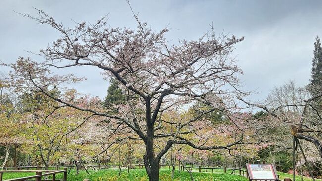 阿里山花季3/10登場  櫻王已開3成 | 華視新聞