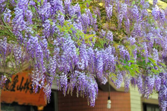 嘉義櫻花、紫藤花接續開 非假日上山遊賞不塞車 | 華視新聞