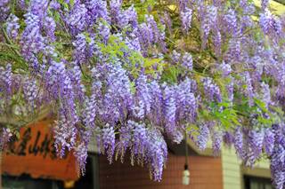 嘉義櫻花、紫藤花接續開 非假日上山遊賞不塞車