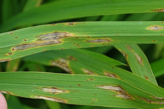 田間出現稻熱病斑 農政單位籲及時防治避免擴散