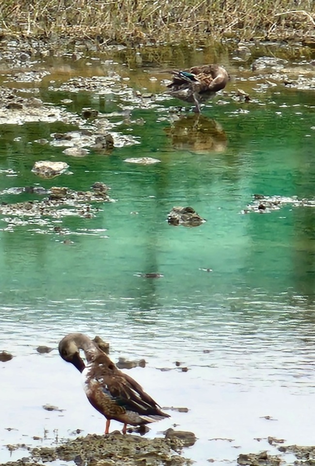 冬候鳥過境澎湖停棲  罕見成群小水鴨湧浪前行 | 華視新聞
