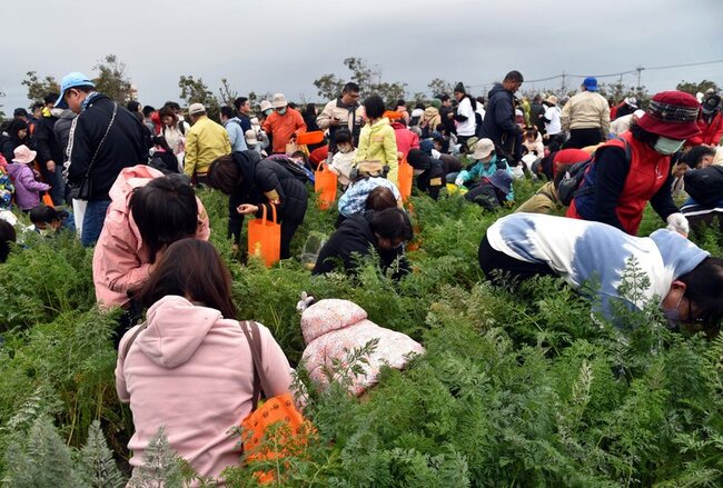 雲林東勢親子拔蘿蔔樂趣  吸引逾1萬5000人 | 華視新聞