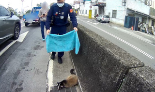 交通尖峰白鼻心豐原大道亂竄 警民聯手小心救援安置