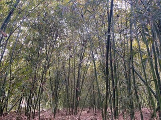 原保地竹林更新獎勵每公頃3萬元 花縣府籲踴躍申請