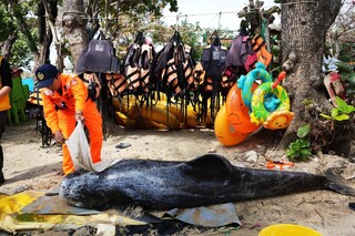 海豚擱淺墾丁南灣海灘 搶救無效交成大解剖