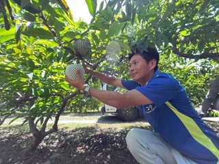 釋迦出口增逾1千公噸  產地精進取得產銷履歷
