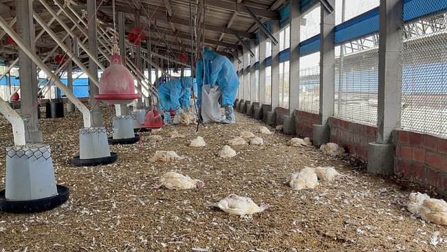 彰化大城1土雞場感染H5N1禽流感 撲殺9674隻 | 華視新聞