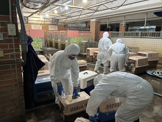 鬥牛犬繁殖場業者跑路 宜蘭縣動植物防疫所收容