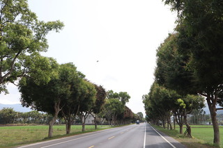 花東縱谷景觀大道玉里路段拓寬  芒果路樹換樹種