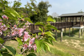 台南水道博物館淨水池區櫻花遲到 估3月下旬盛開