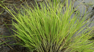 忽冷忽熱台東縱谷現稻熱病 專家籲把握防治時間