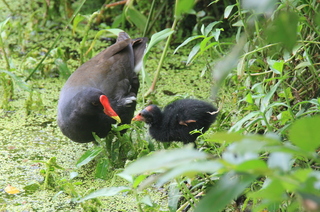 台灣全國性鳥類地圖計畫啟動 中華鳥會邀公民參與