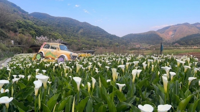 竹子湖海芋季14日登場  設置童趣感地景藝術 | 華視新聞