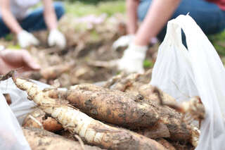 花蓮織羅部落葛鬱金 多元加工華麗變身原鄉特色產品