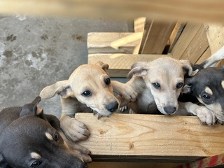 屏東動物之家6月正式營運 可望提高認養率