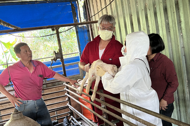 台南羊隻在養量冠全台 羊痘拔針助產業更上層樓 | 華視新聞