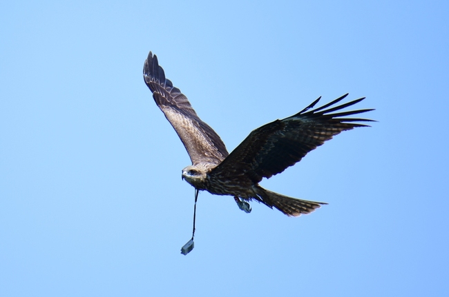 黑鳶「K7」斷訊2年現身基隆 脖子還垂掛發報器 | 華視新聞