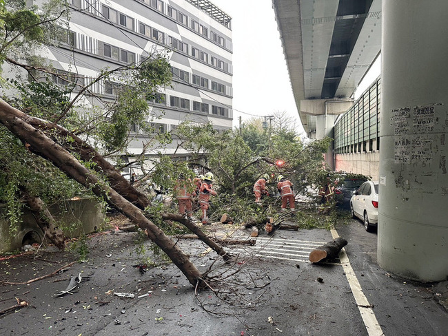 路樹倒釀竹科旁塞車  市府緊急處理單向恢復通行 | 華視新聞