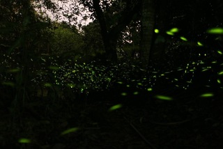 花蓮鯉魚潭趣看火金姑 「療遇」之旅3/25起線上報名