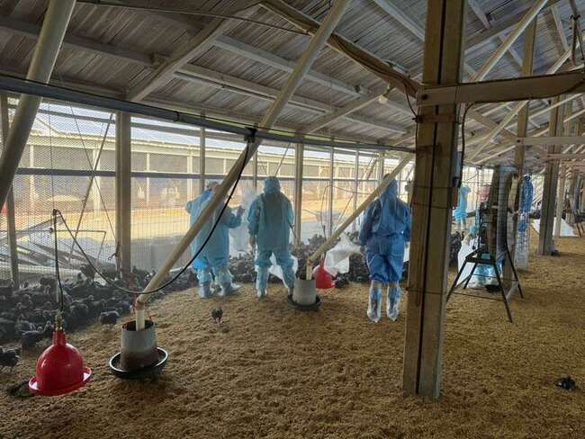 雲林虎尾1土雞場確診H5N1禽流感 撲殺逾1萬隻 | 華視新聞