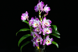 春石斛育種有成  品種權確立、摘蘭展獎項