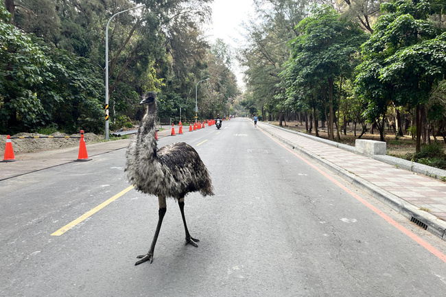 民眾晨跑遇大鳥悠閒逛大街 台南寵物鴯鶓第2次逃家 | 華視新聞