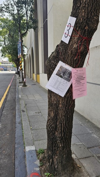 新北板一運動場整建砍樹惹議  城鄉局：核准移除