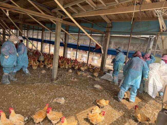 雲林莿桐1土雞場染H5N1 撲殺逾2萬隻 | 華視新聞