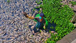 台中頭汴坑溪布滿魚屍  環保局研判水中缺氧釀禍