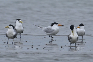 神話之鳥黑嘴端鳳頭燕鷗  連5年台南急水溪口現蹤