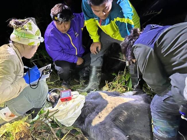 台灣黑熊受困套索  眾人馳援送醫仍敗血症死亡 | 華視新聞