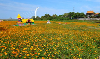嘉義八掌溪南岸夢田 波斯菊綻放綿延金黃色地毯