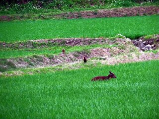 罕見長鬃山羊下山 現蹤關山稻田追趕環頸雉及花嘴鴨