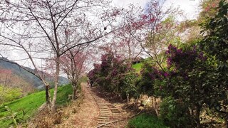 台東原漢2鄉爭金針山土地  太麻里公所4/4辦公投