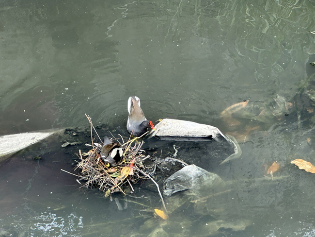 紅冠水雞在溝渠垃圾袋築巢 民眾憂汛期恐被沖刷 | 華視新聞