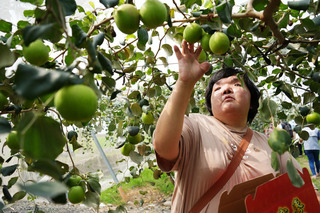 高樹蜜棗園公益採果 罕病家庭屏東樂出遊