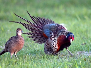 知本溼地環頸雉調查較112年少  多了黃鸝悅耳聲