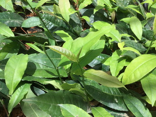 推廣中部眉原山品系台灣山茶 4農業單位分工合作