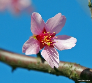旅美台僑遇見華府紅色櫻花  研究發現為台灣後代
