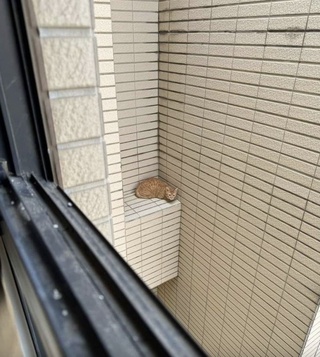 窗戶被震開  喵星人嚇跳15樓外牆平台獲救