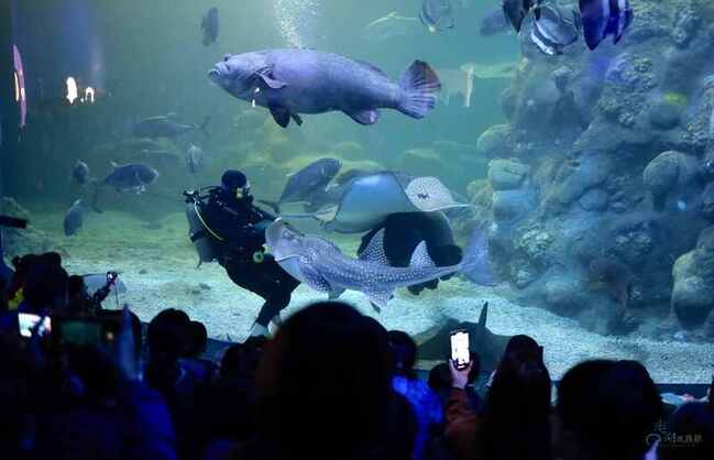 不一樣的兒童節 澎湖水族館邀海底遊樂園冒險 | 華視新聞